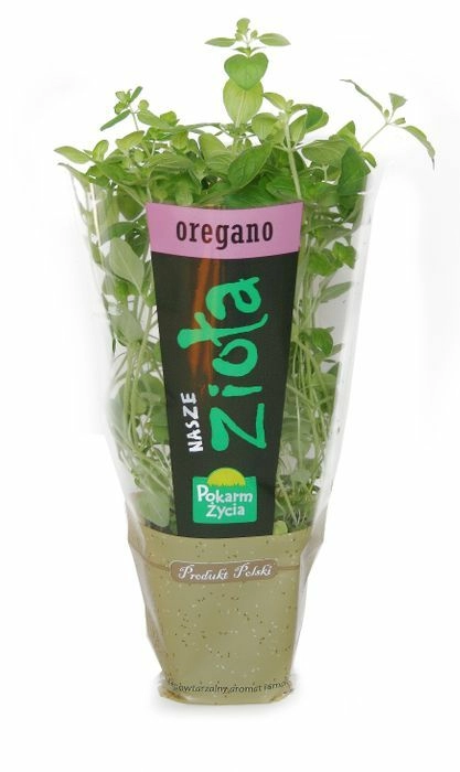 ZIELENIAK Oregano w doniczce 1 szt.